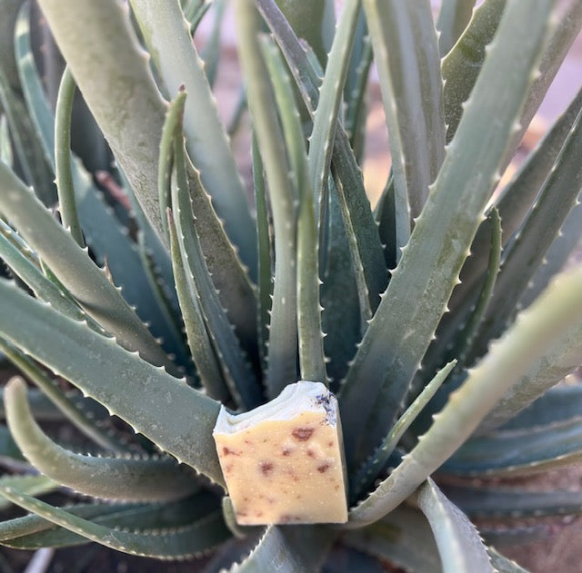 Aloe Soap
